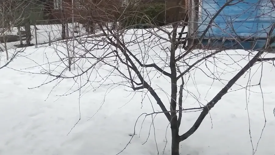 Кустовидная вишня