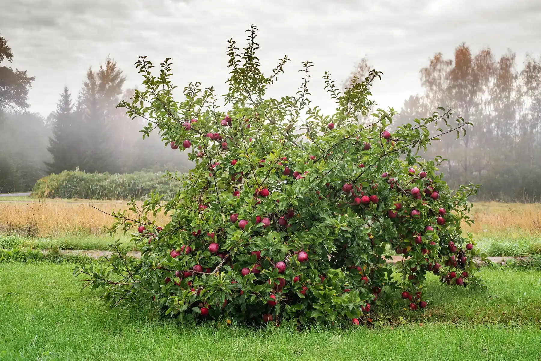 Карликовая яблоня