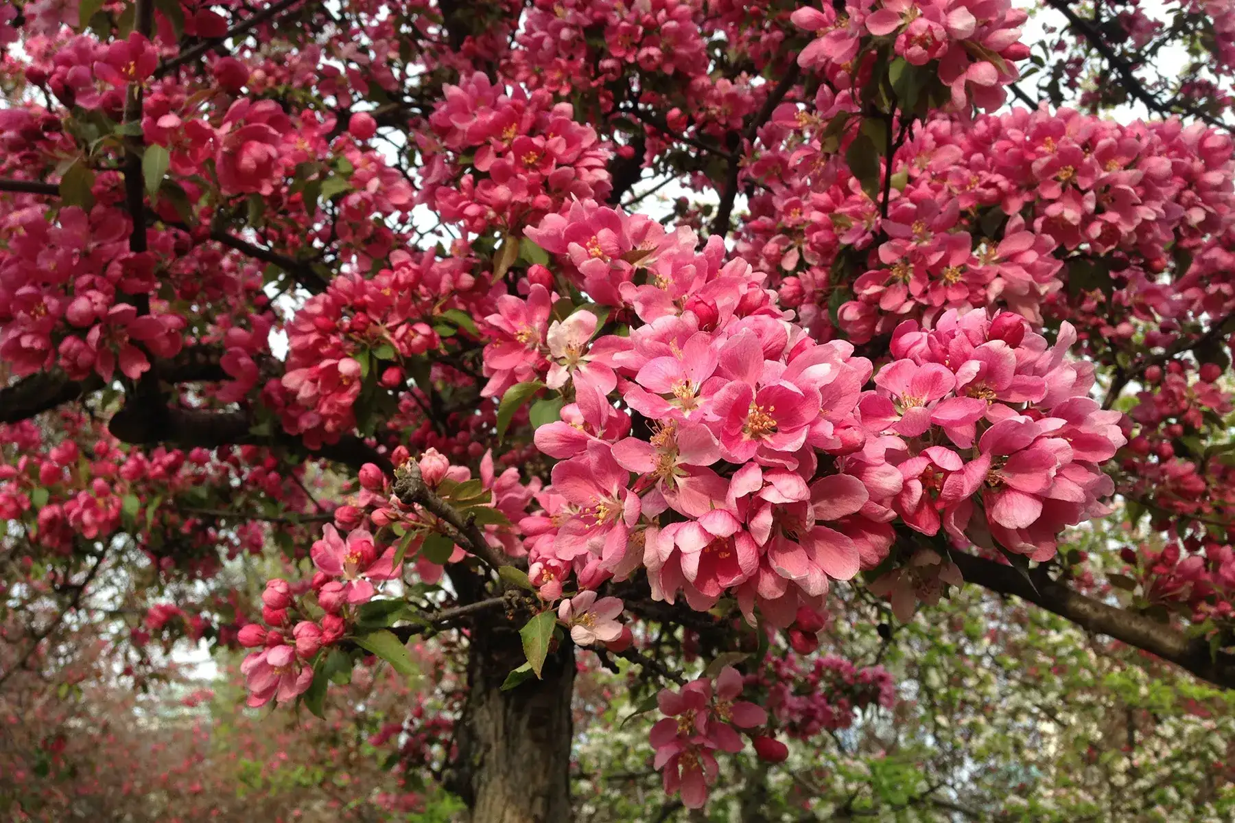 Декоративная яблоня