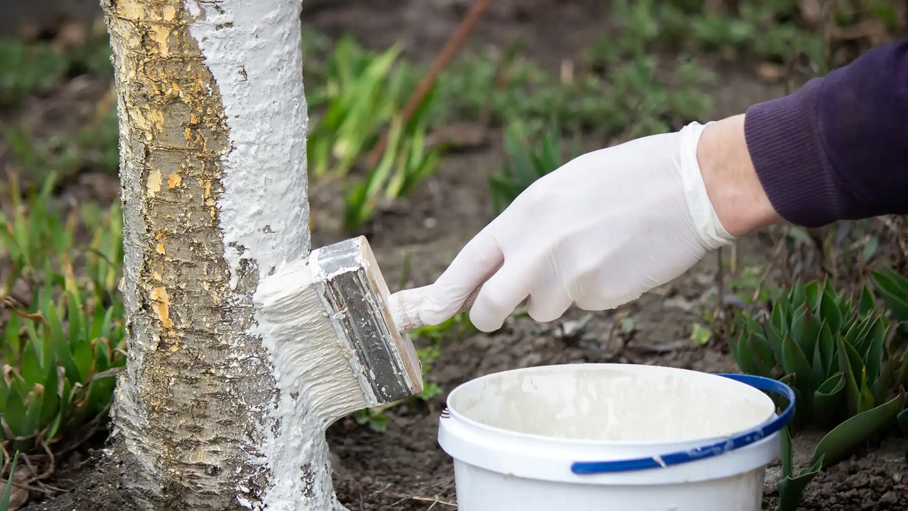 Побелка ствола дерева в саду
