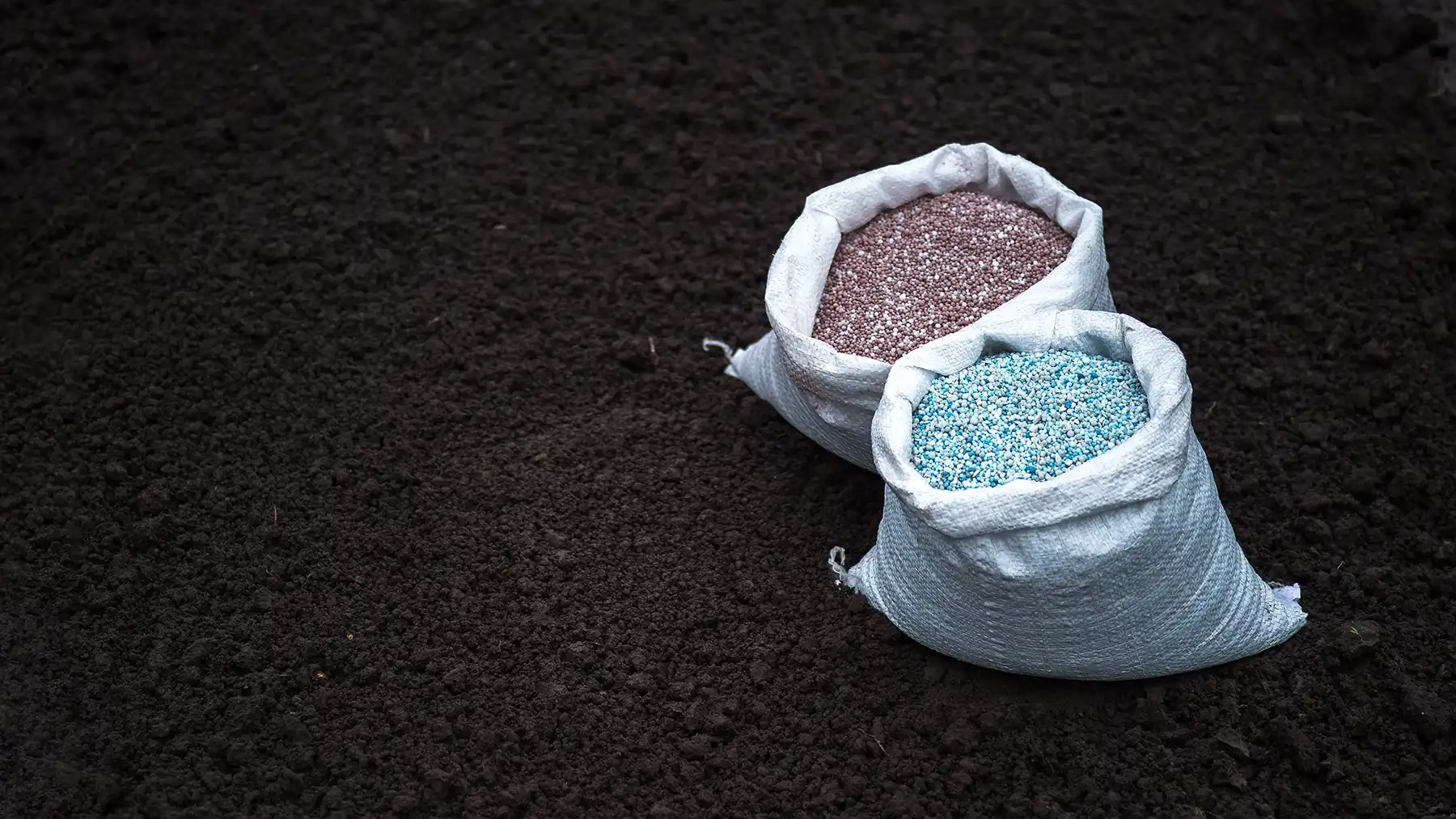 Подкормка осенью плодовых деревьев и кустарников