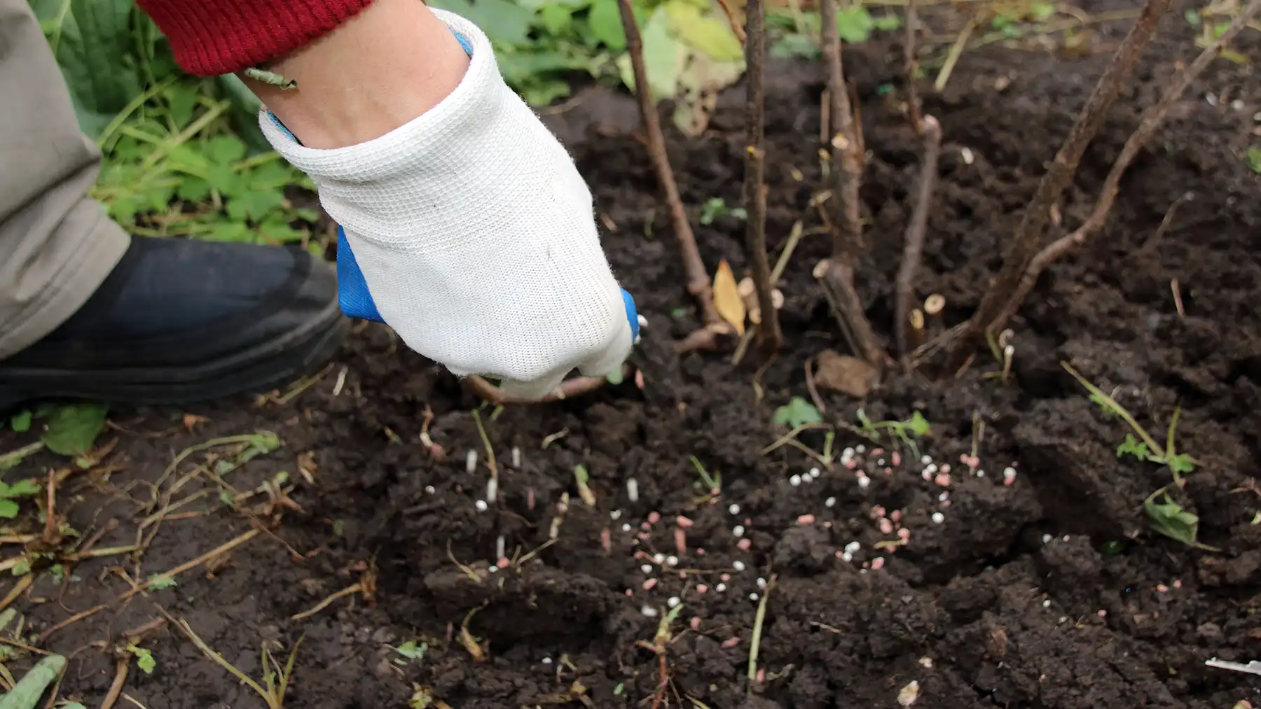 Рыхление почвы вокруг куста