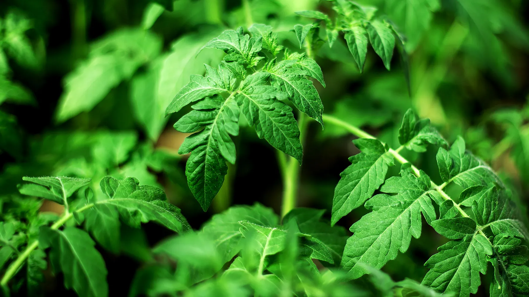 Признак избытка азотных подкормок