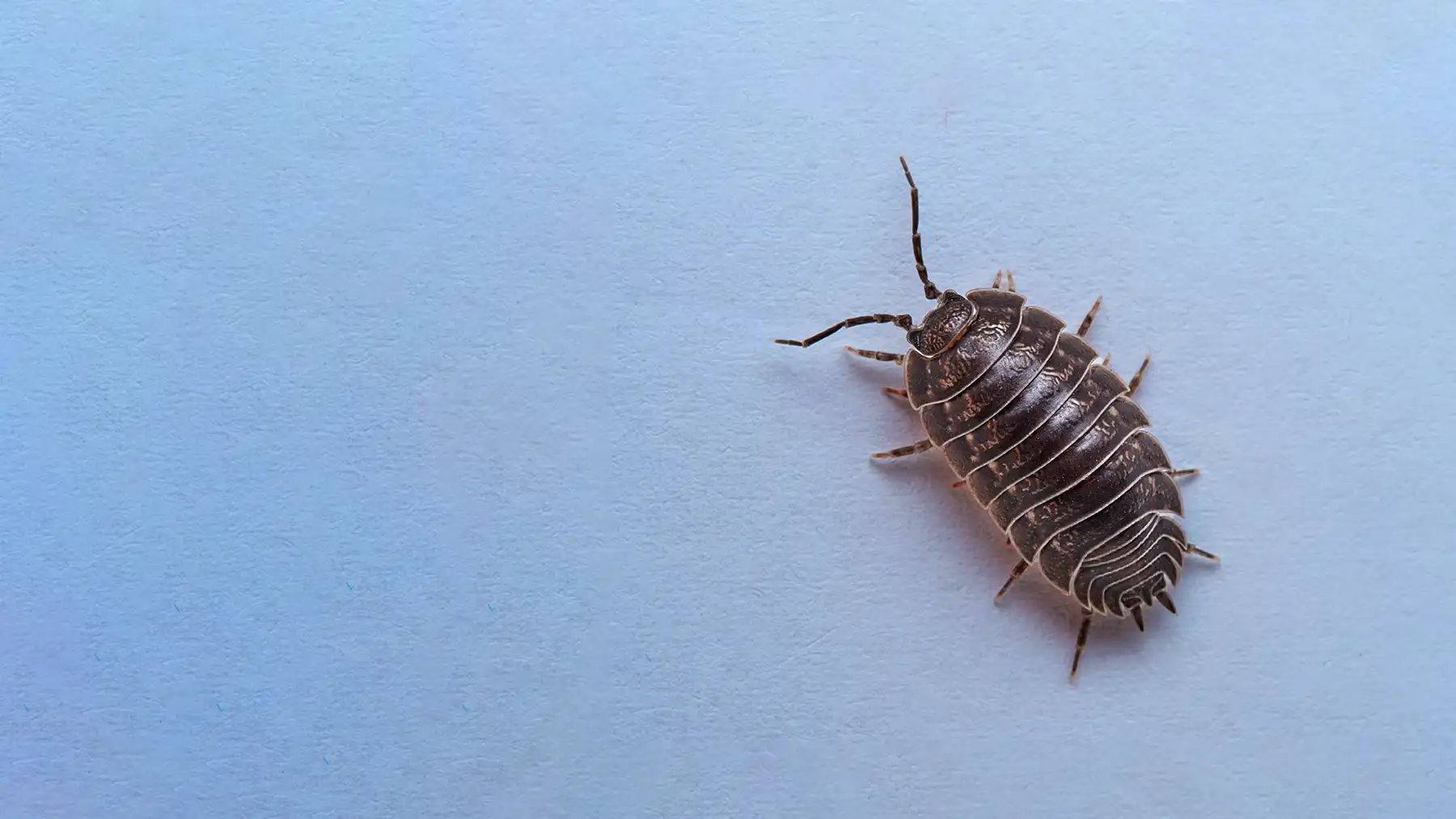 Как избавиться от мокриц в квартире и доме