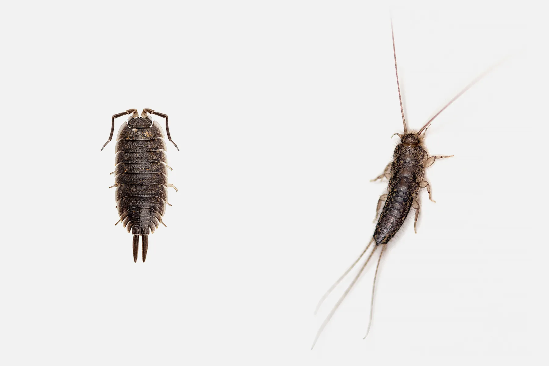 Мокрица и чешуйница