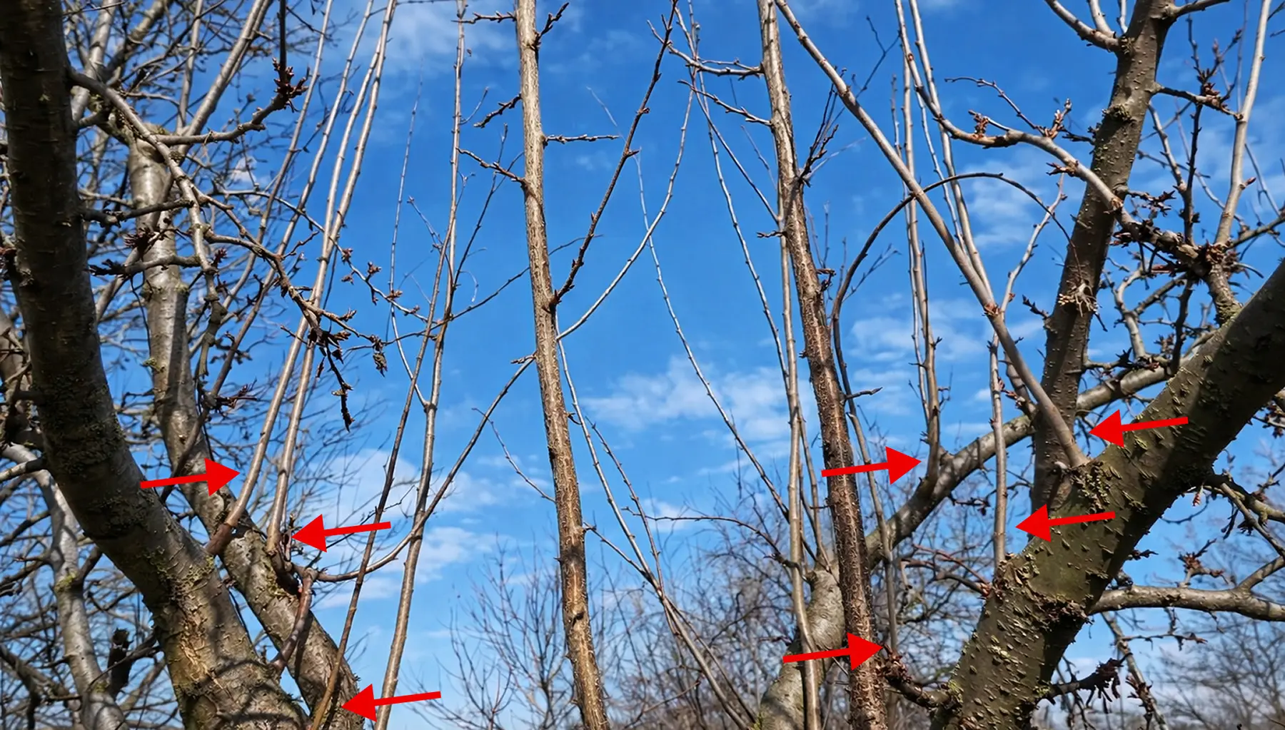 Волчки сливы