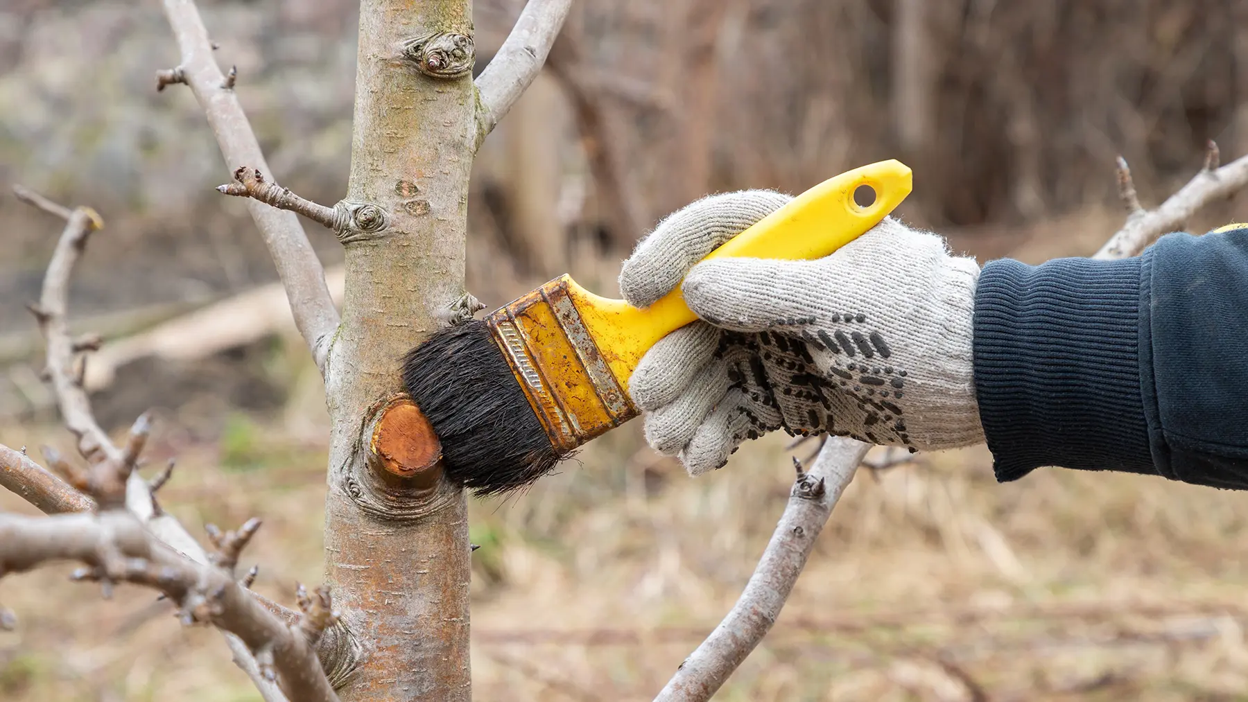 Обработка спилов сливы