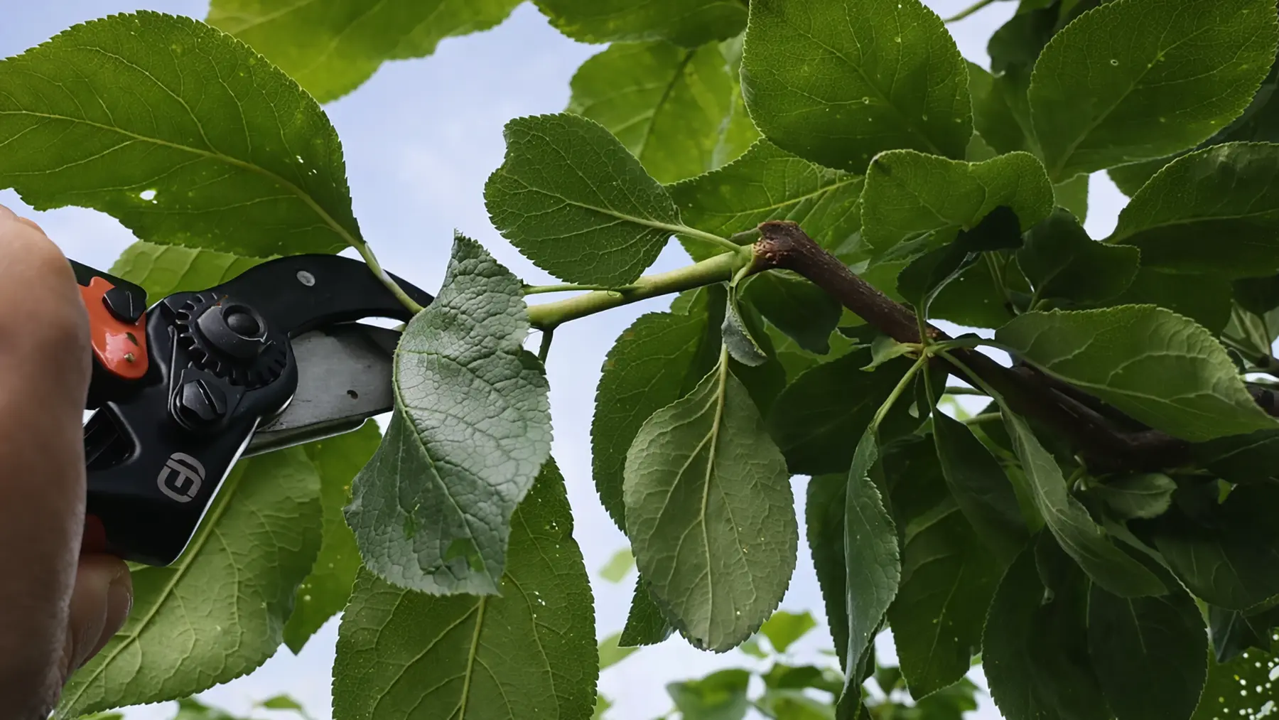 Пинцировка сливы