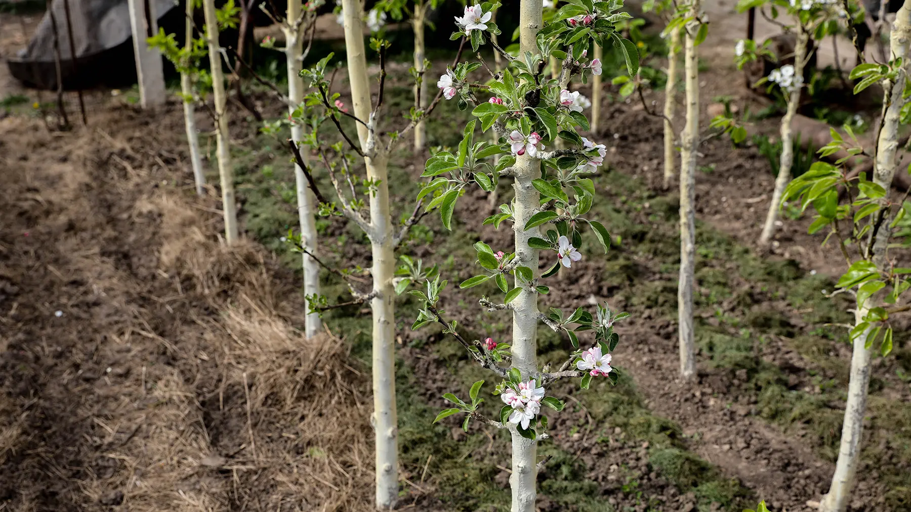Колоновидные сливы