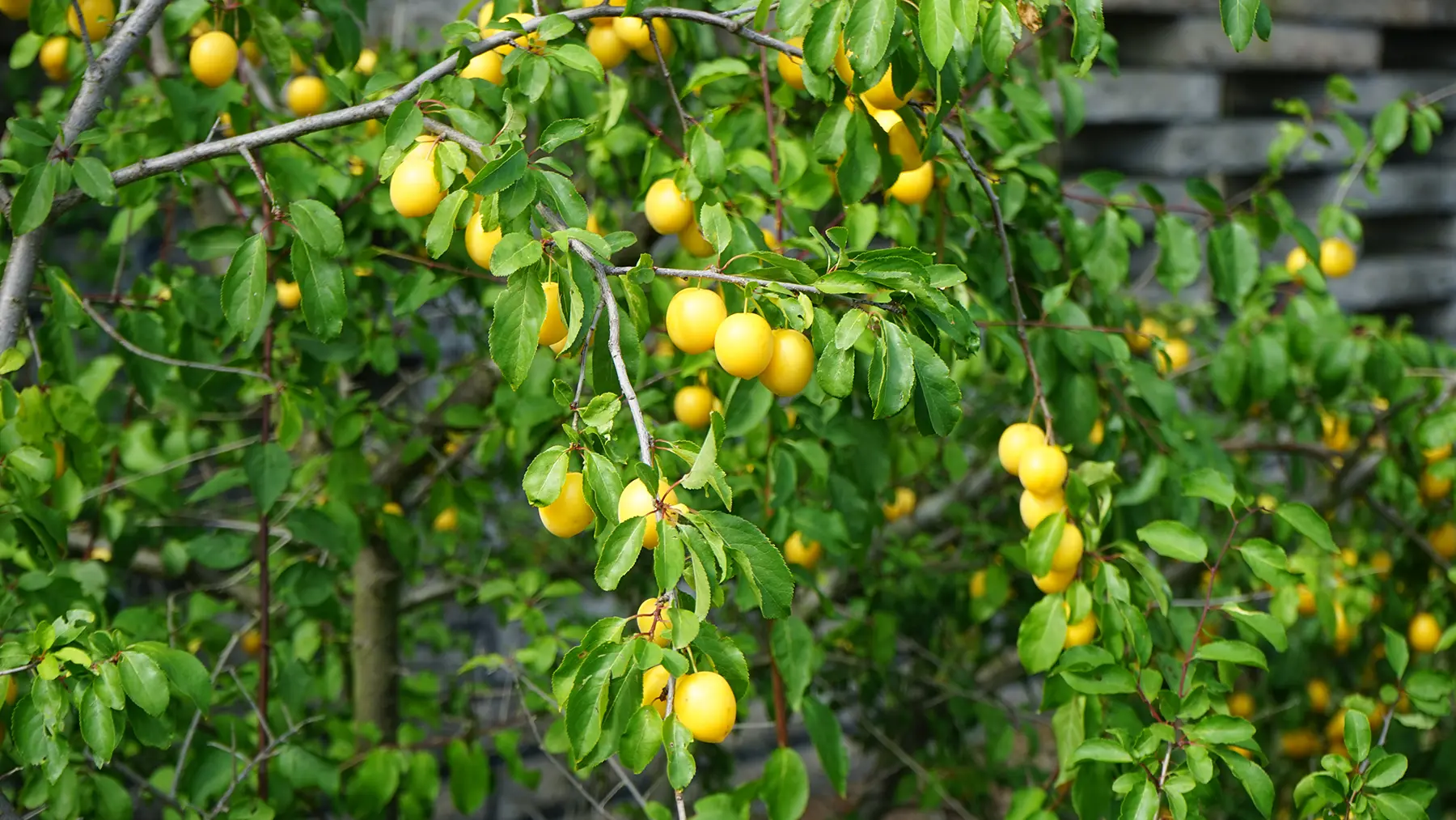 Желтая слива