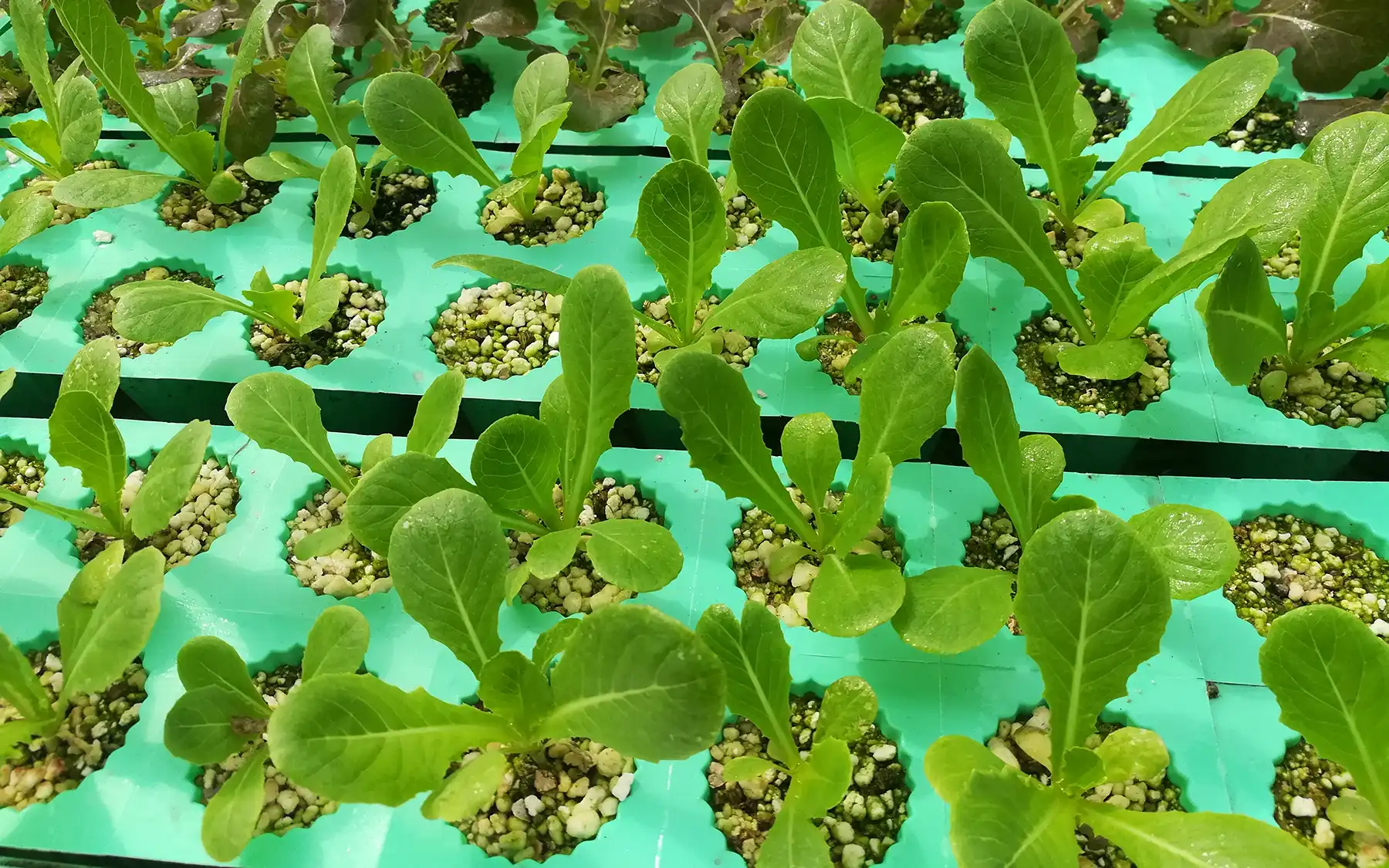 Перлит в горшочках с молодыми растениями