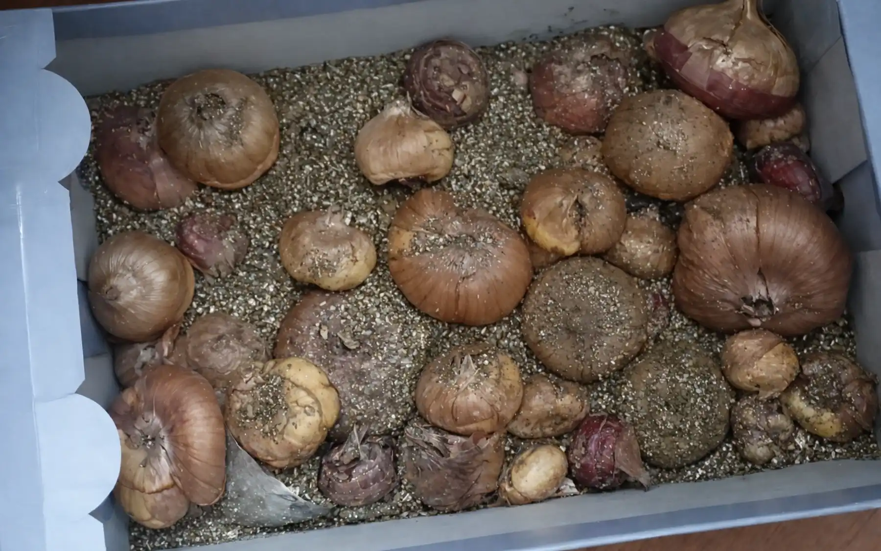 Хранение луковиц в вермикулите