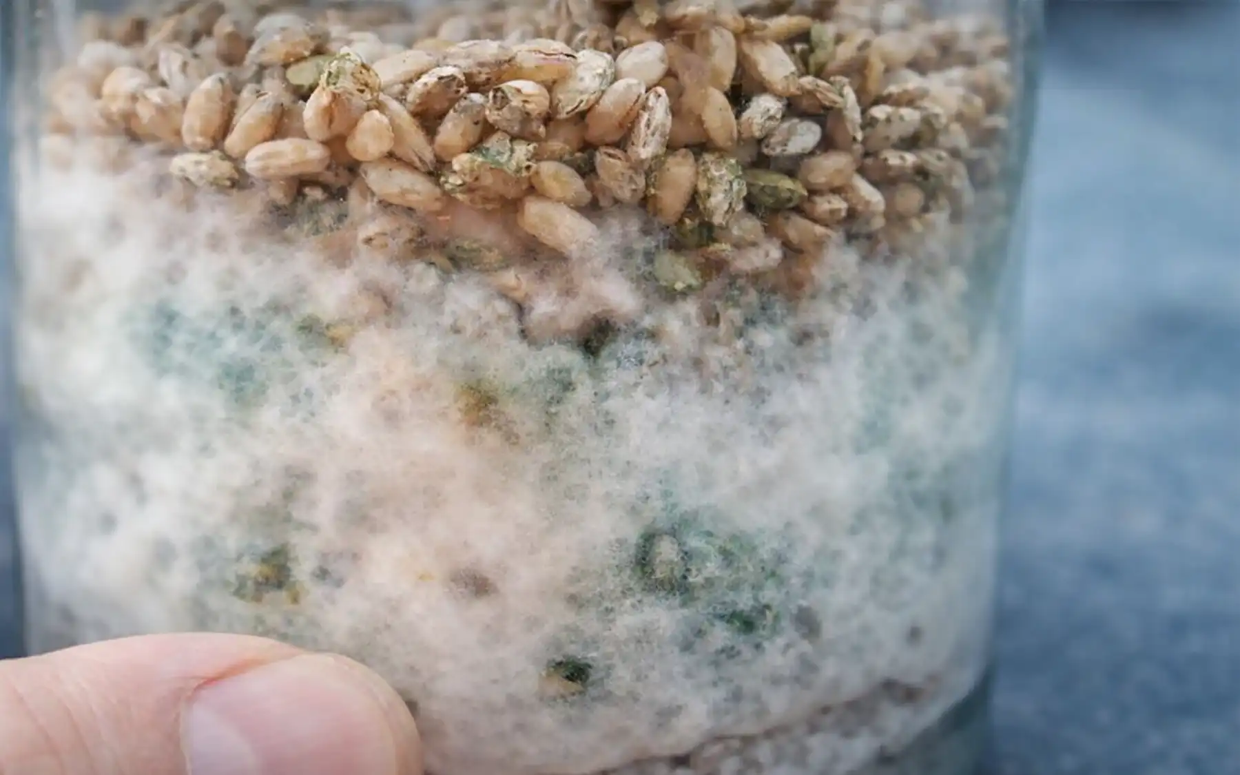 Рост гриба триходерма на крупе