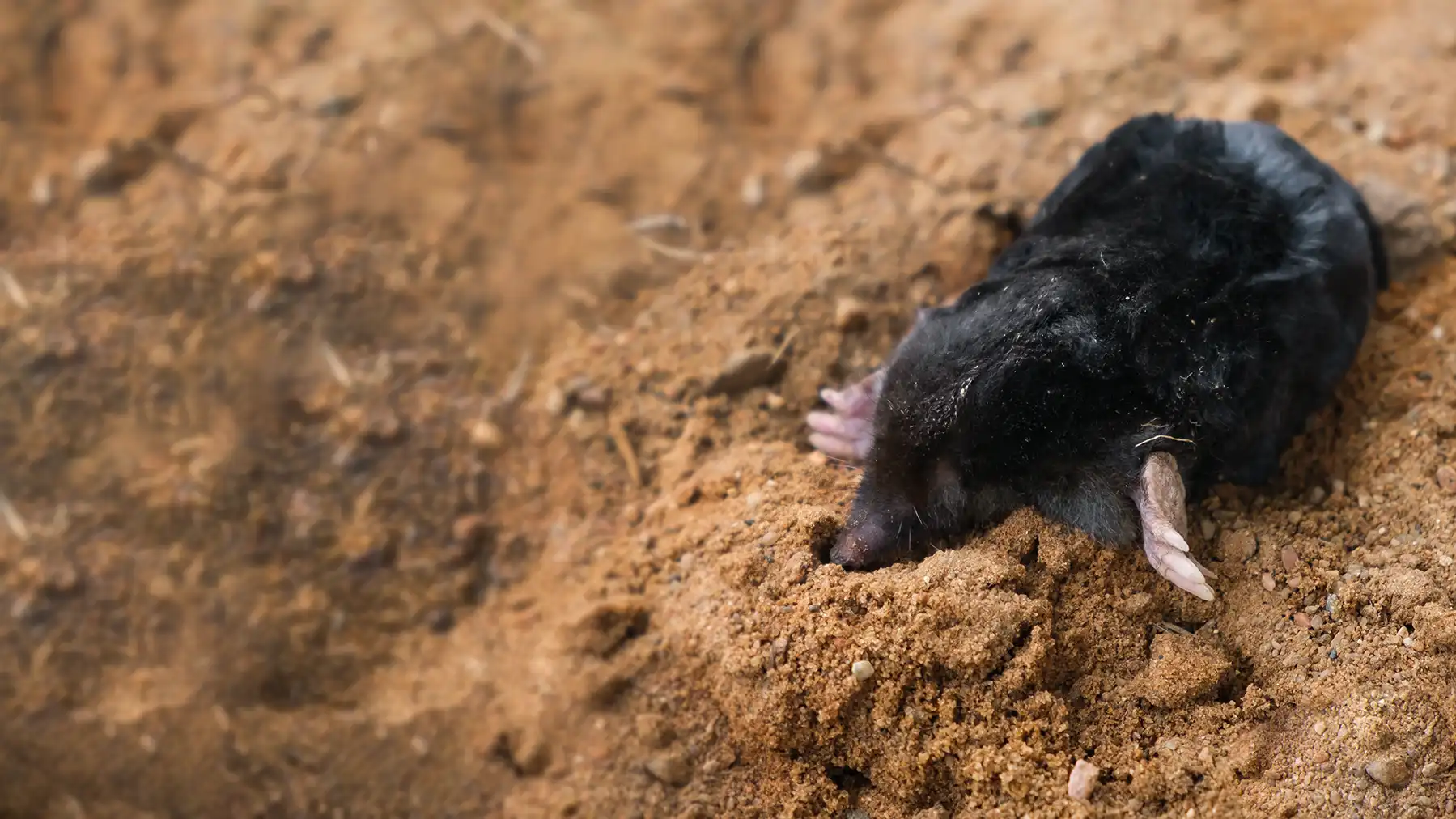 Как избавиться от кротов на дачном участке