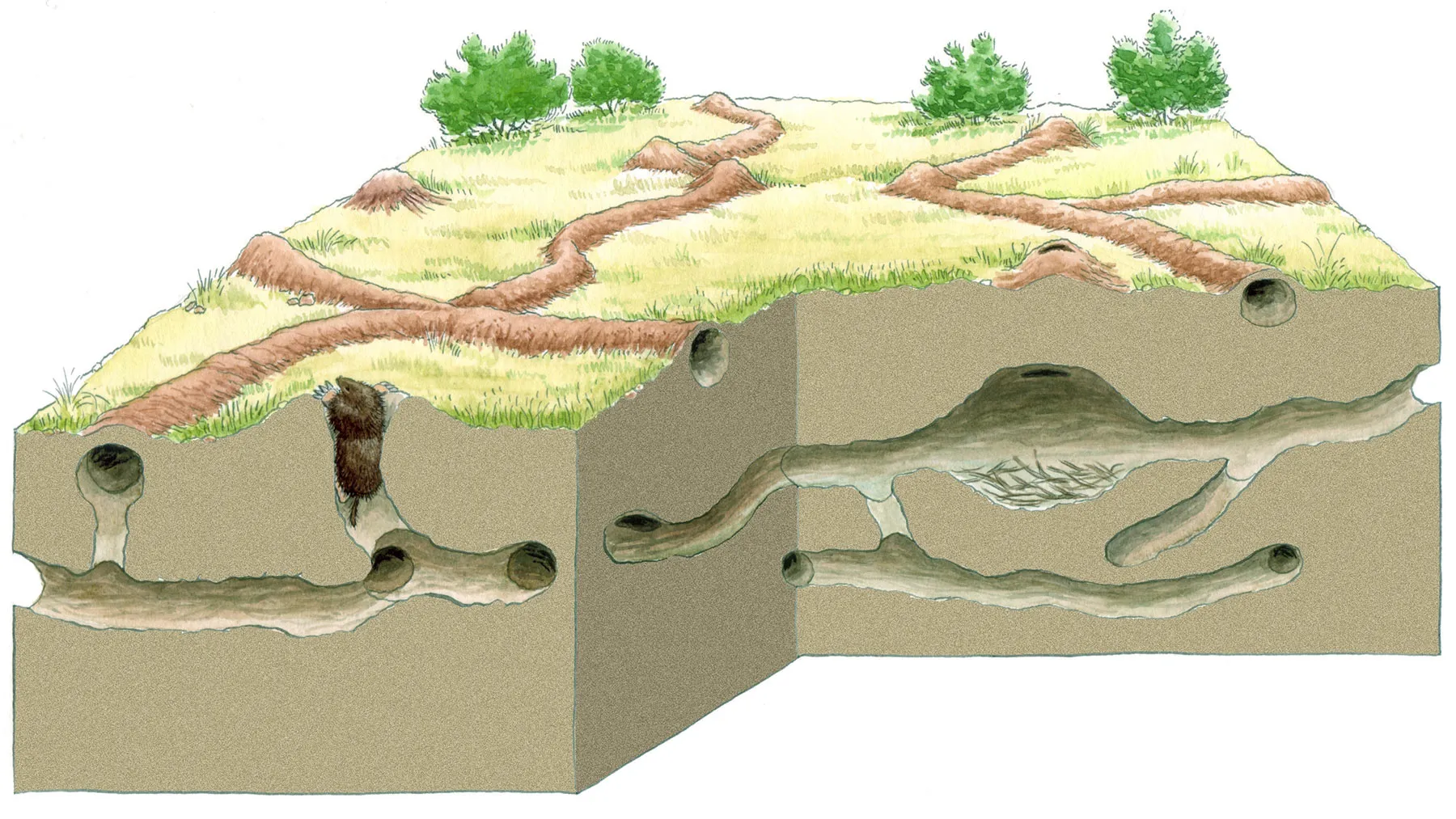 Ходы крота в земле