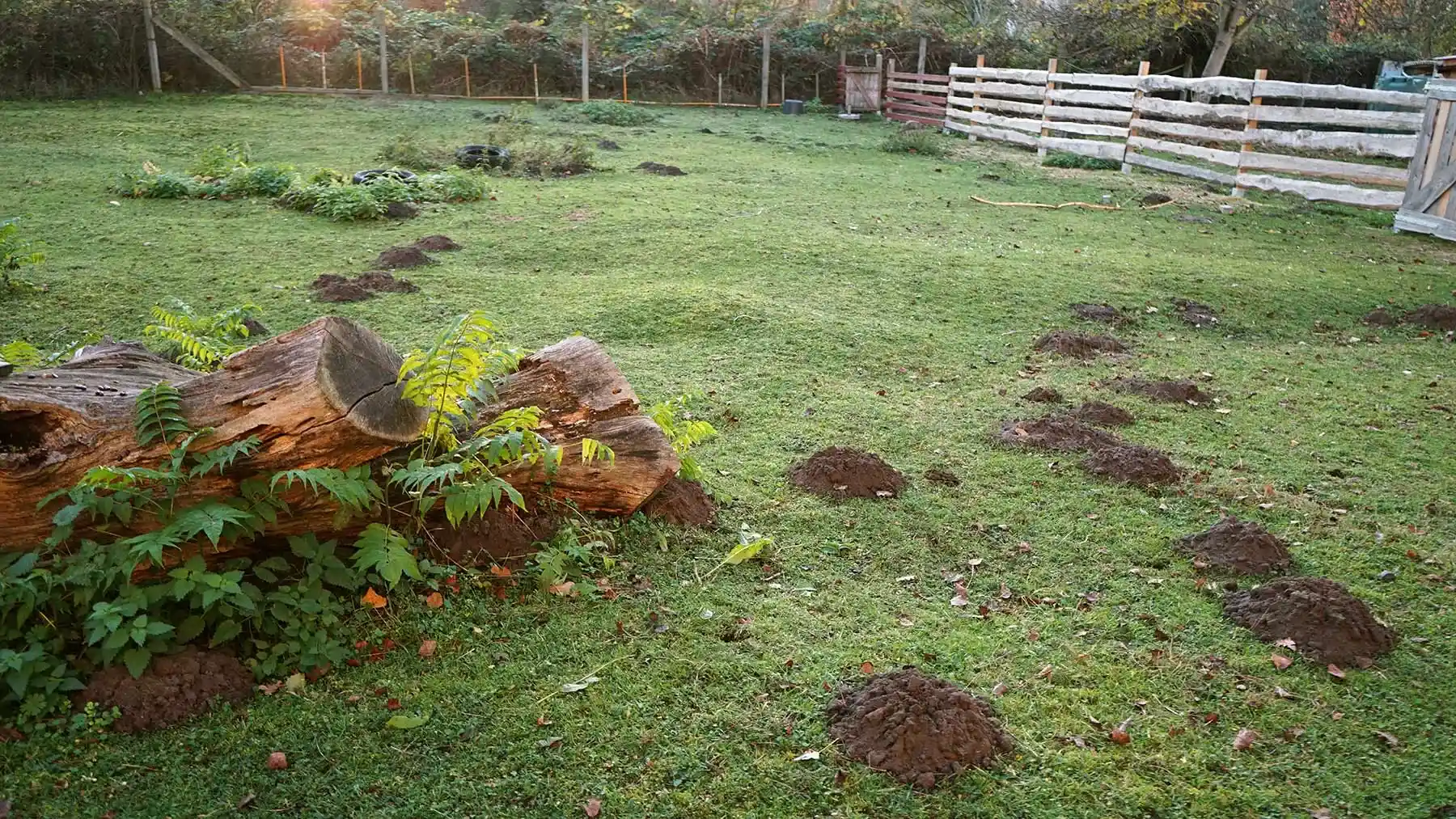 Кротовины на участке