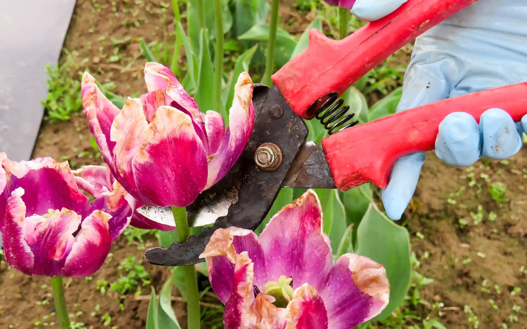 Обрезка тюльпана после цветения