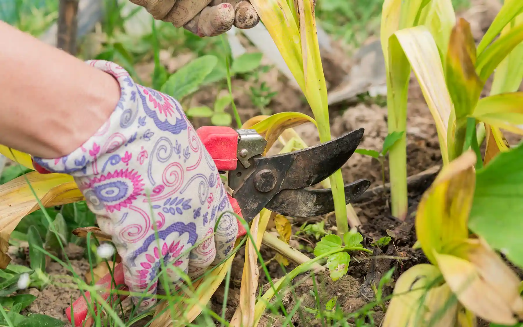 Обрезка листьев тюльпанов