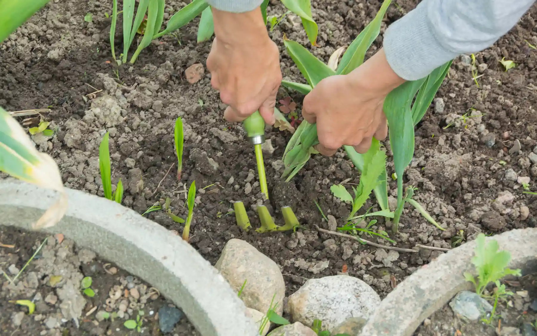 Выкапывание луковицы тюльпана