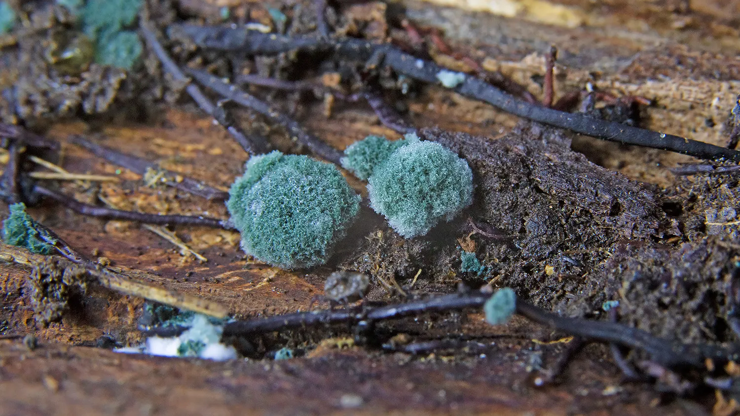 Дикая Триходерма в естественной среде обитания