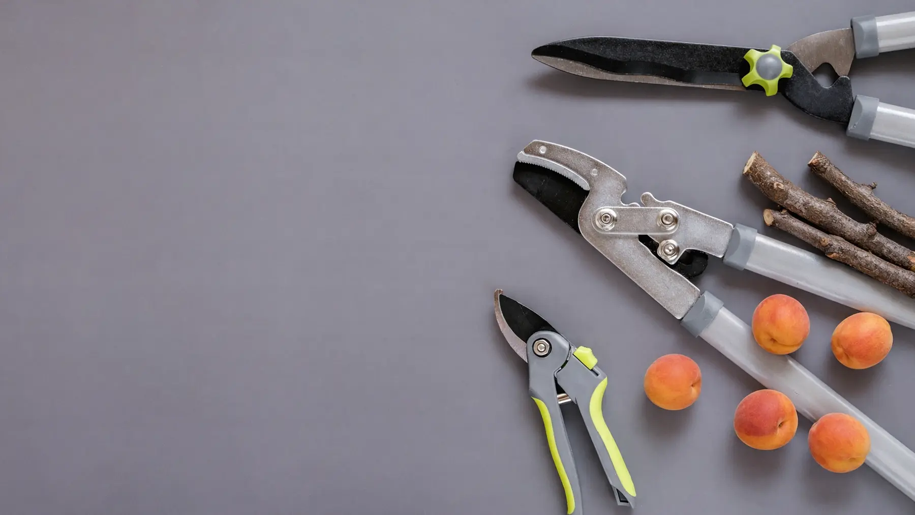 Как правильно обрезать абрикос весной, летом и осенью