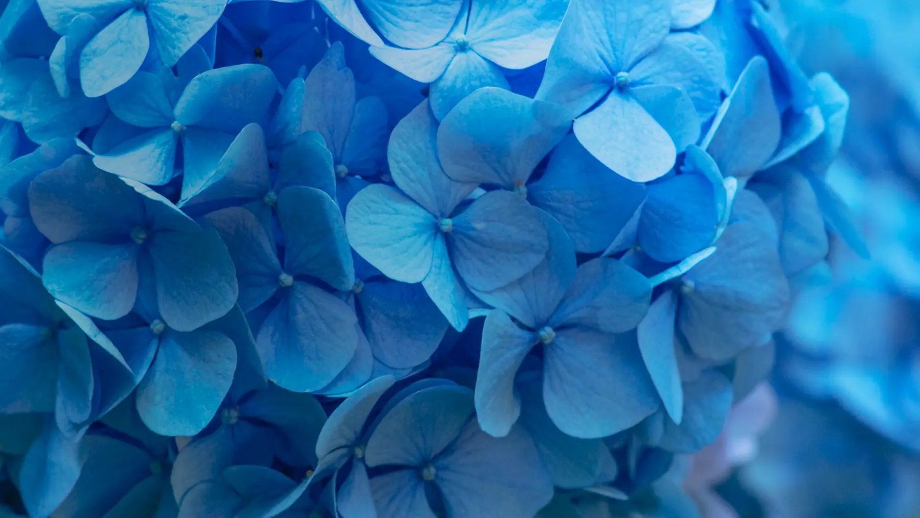 Как обрезать гортензию весной: схемы и инструкции