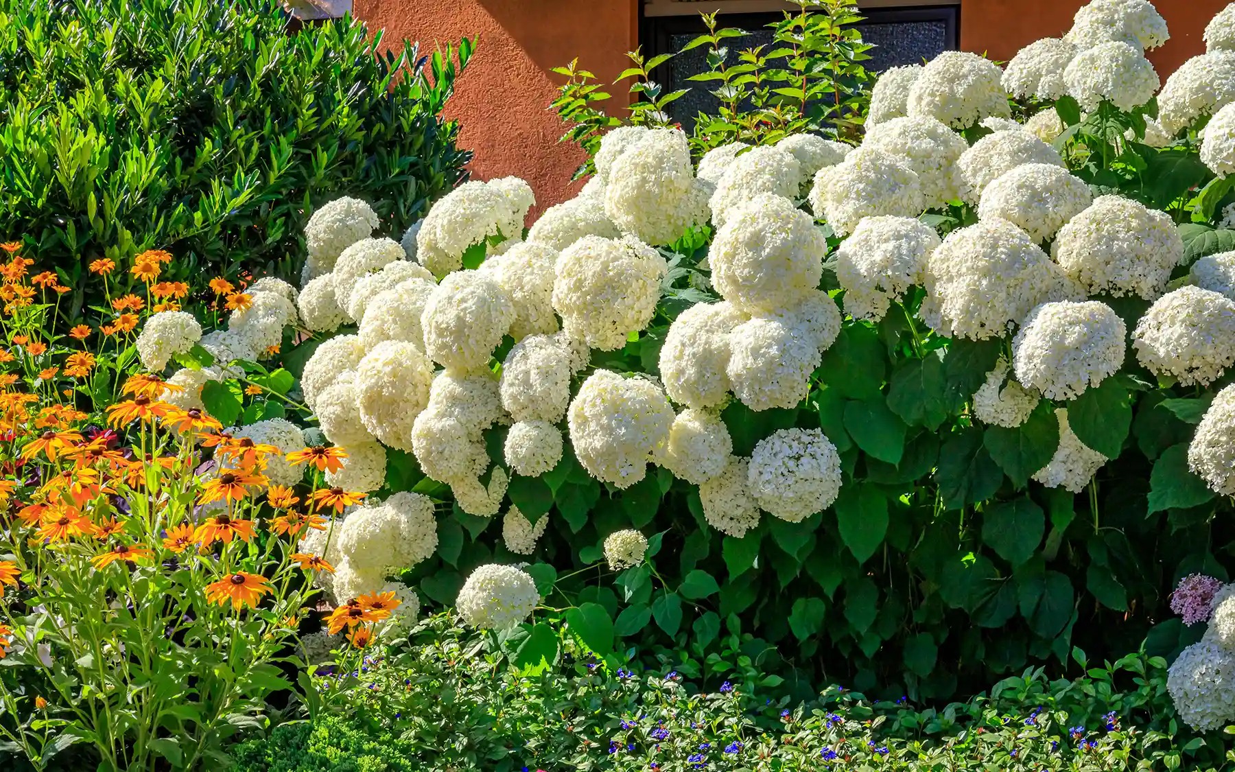 Древовидная гортензия