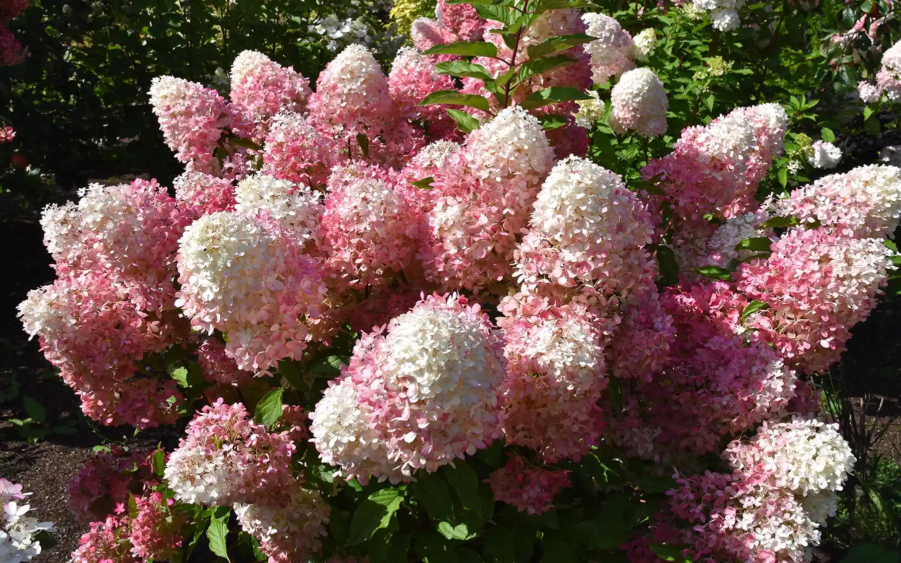 Метельчатая гортензия