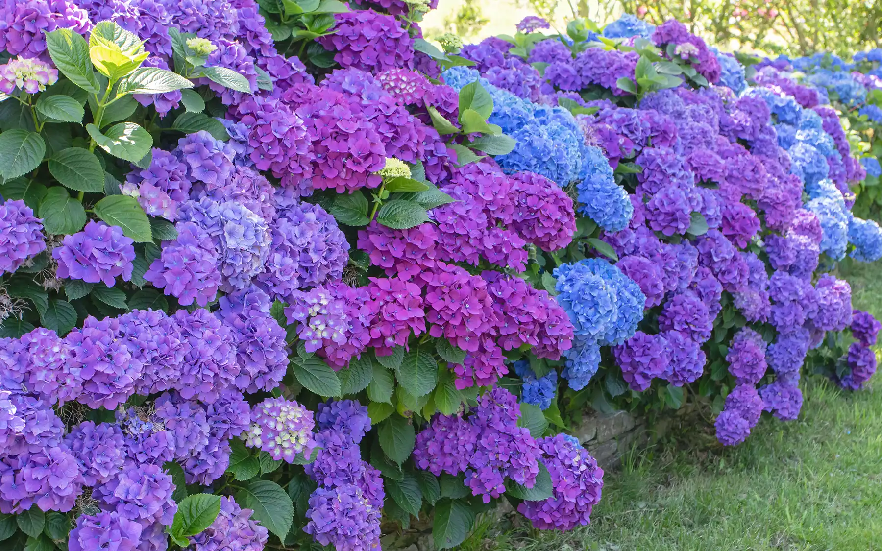 Крупнолистная гортензия