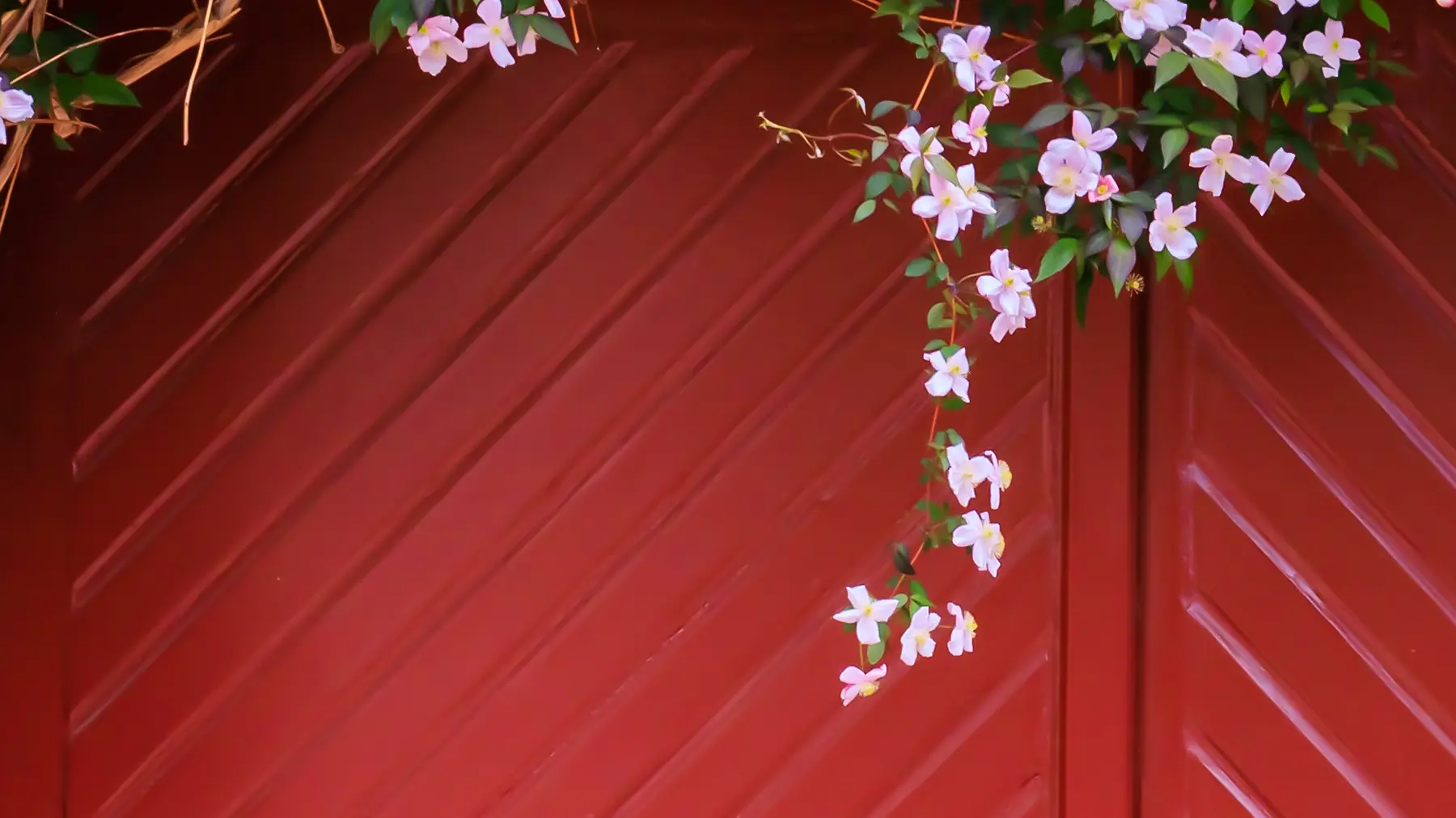 Как правильно обрезать клематисы по группам