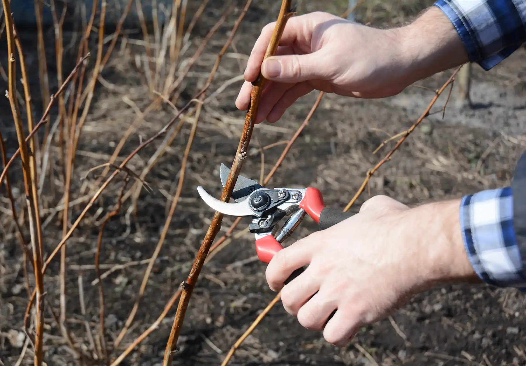 Обрезка побега малины секатором