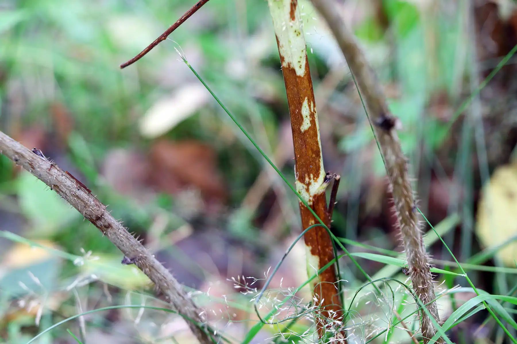 Пурпурная пятнистость (дидимелла) на стеблях малины
