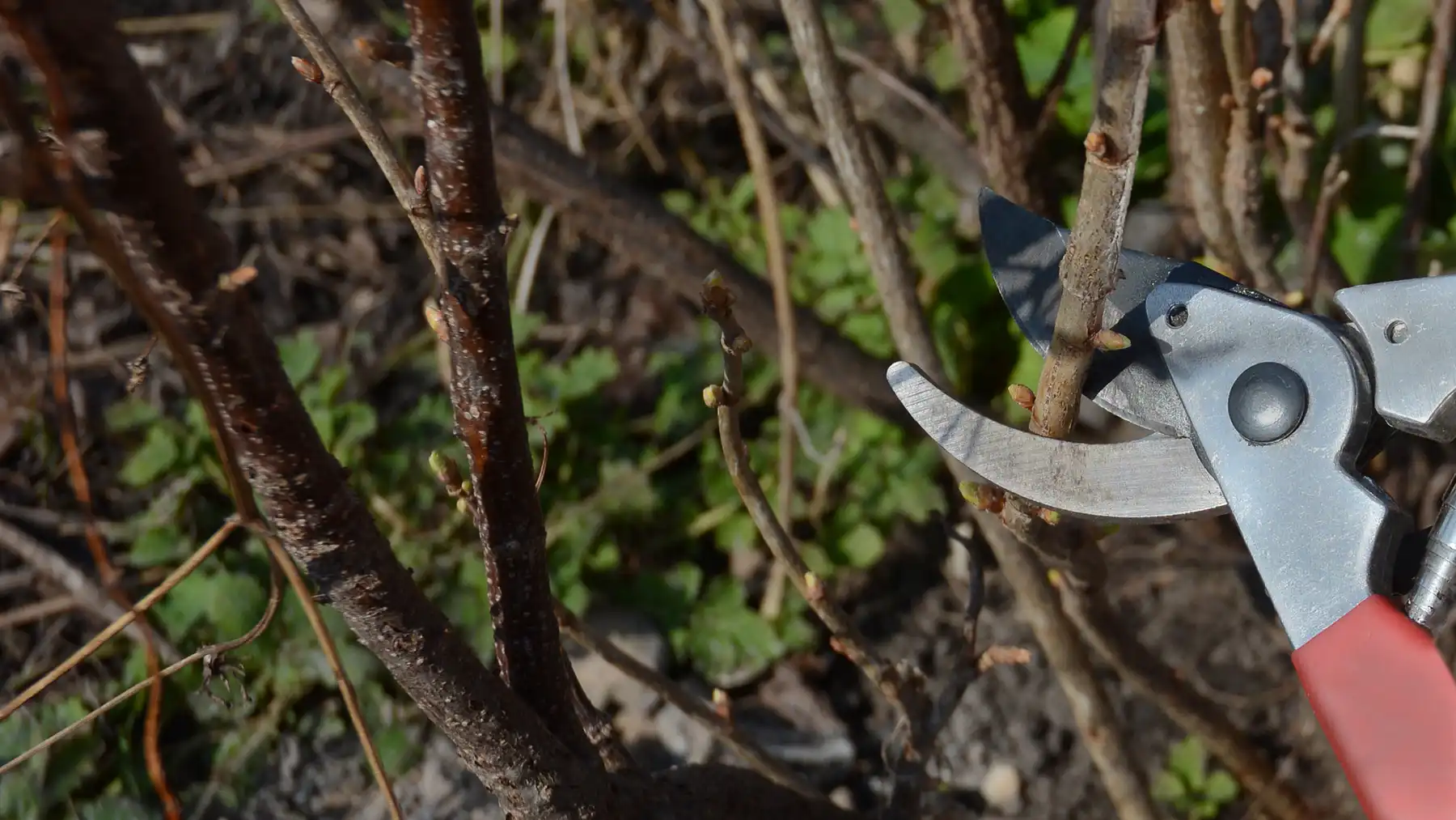 Как обрезать черную и красную смородину весной