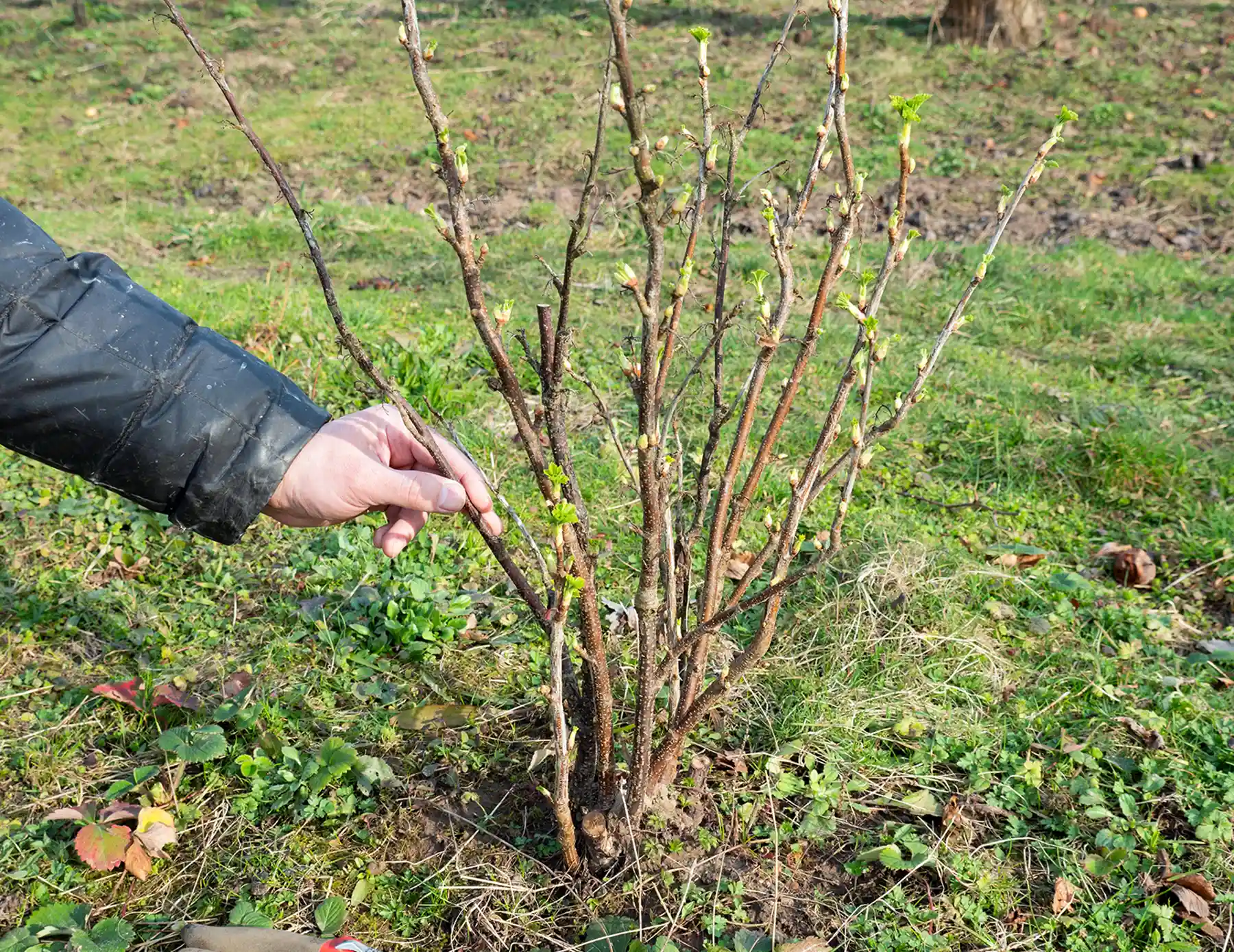 Куст смородины после весенней обрезки