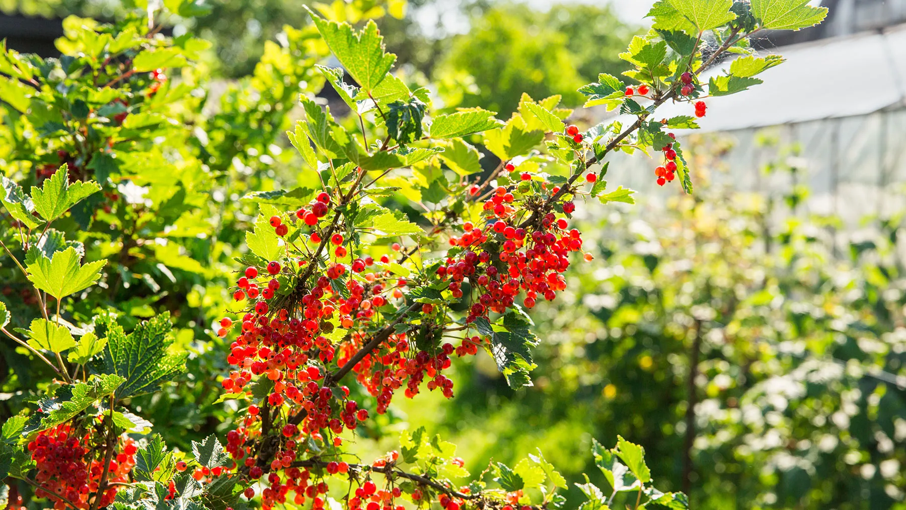 Букетные веточки с ягодами красной смородины