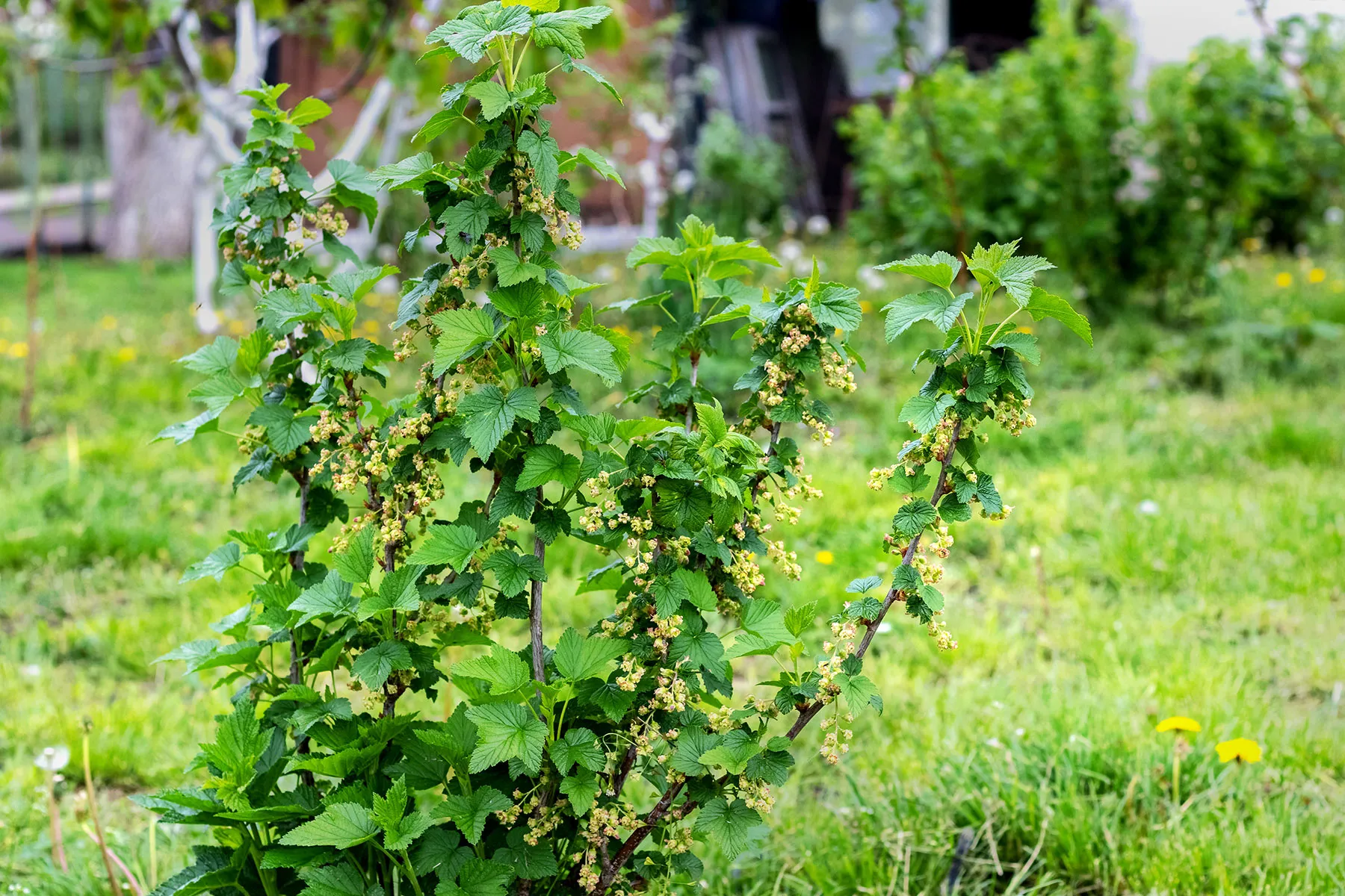Букетные веточки белой смородины