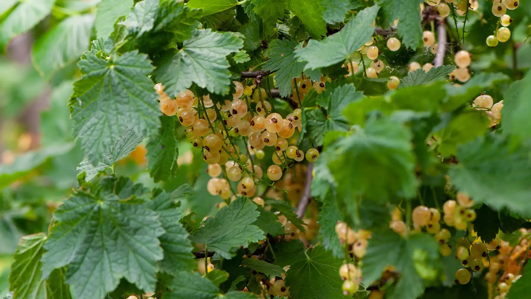 Золотистая смородина