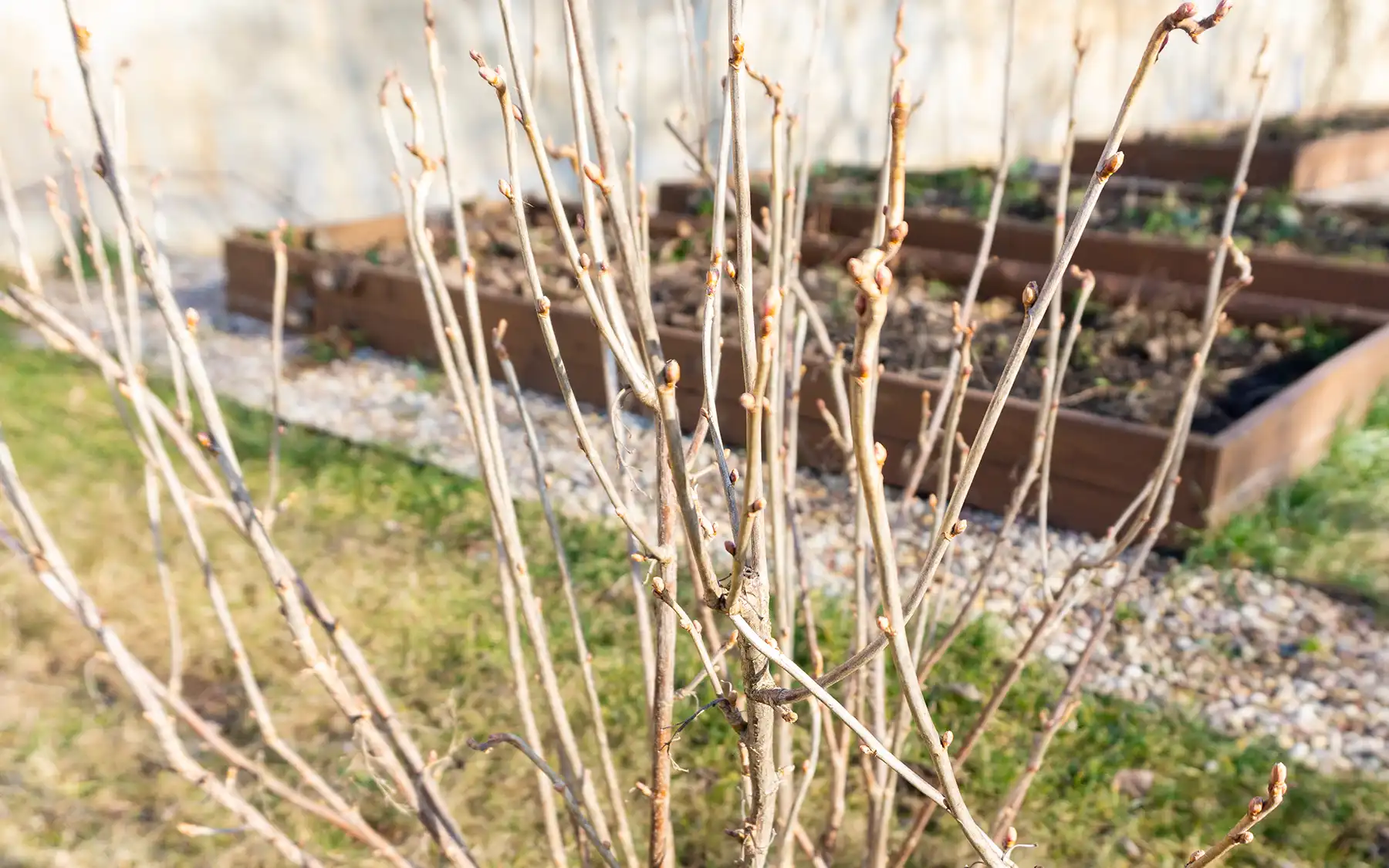 Куст смородины с закрытыми почками ранней весной
