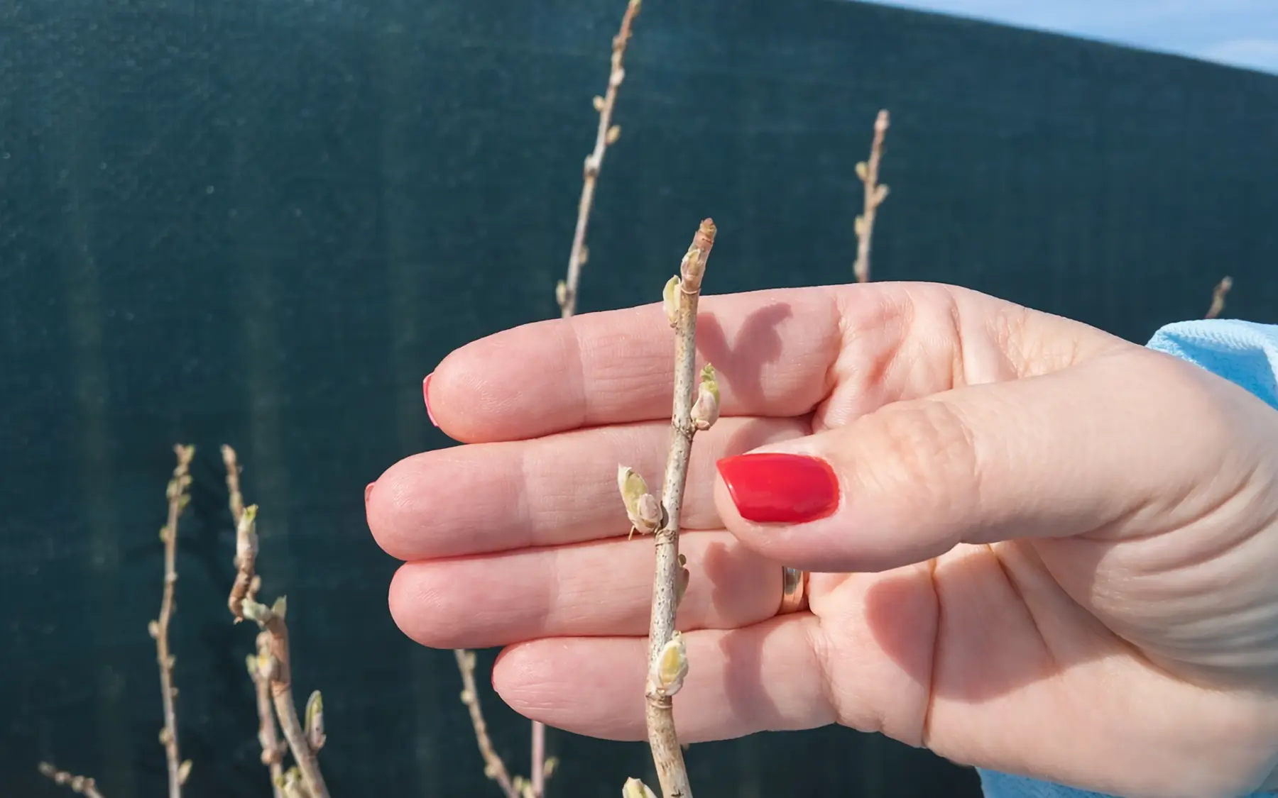 Фаза «зеленого конуса» у смородины