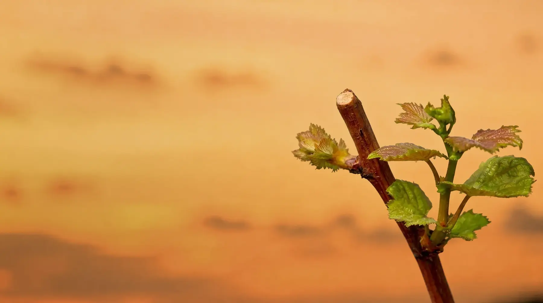 Как правильно обрезать виноград весной