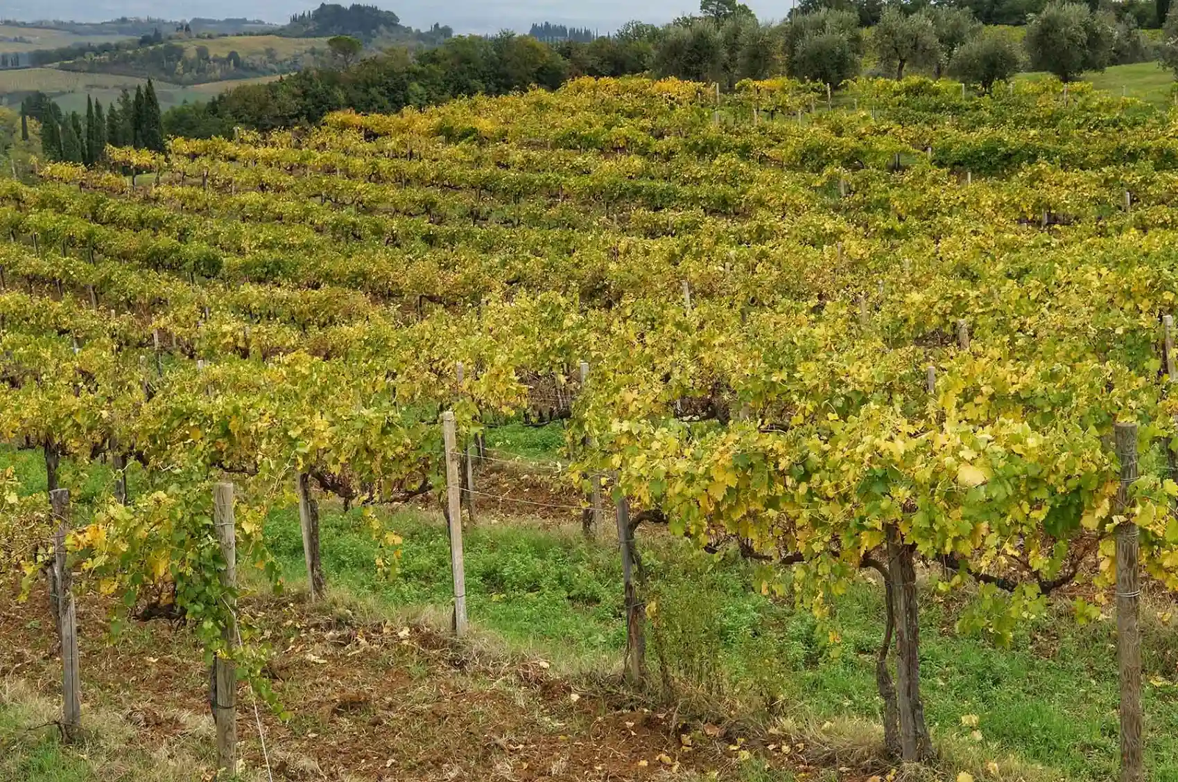 Штамбовый виноград