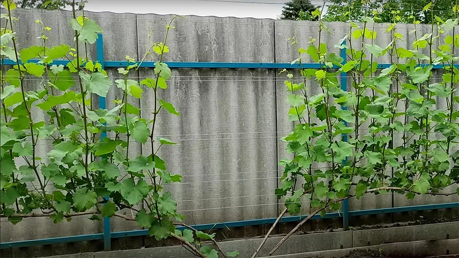 Бесштамбовая формировка винограда