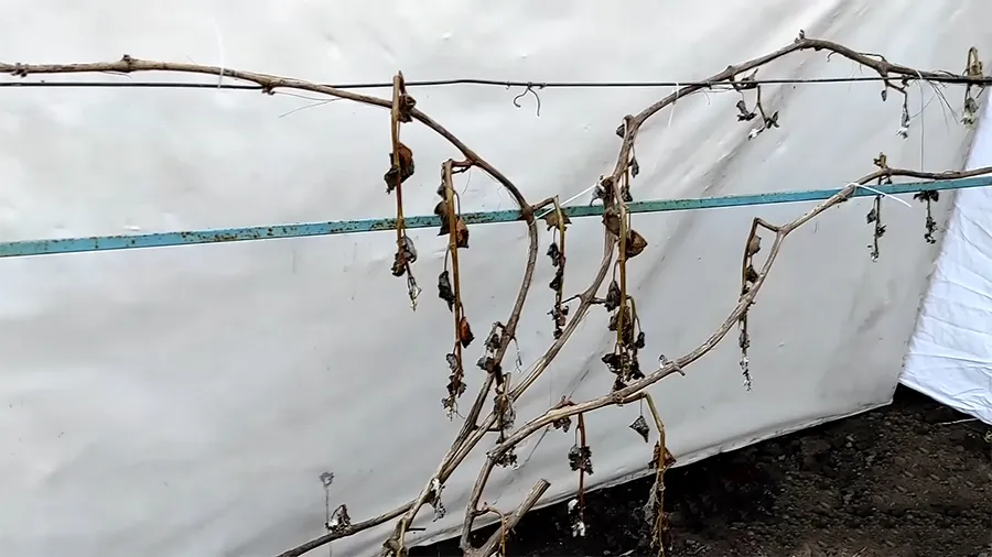 Замерзший куст винограда