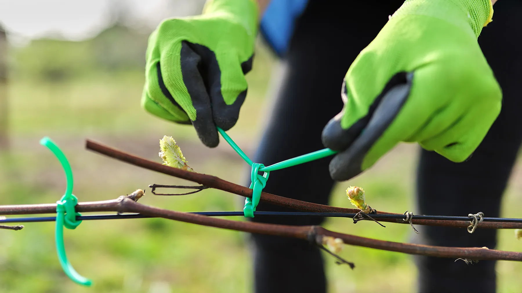 Подвязка винограда
