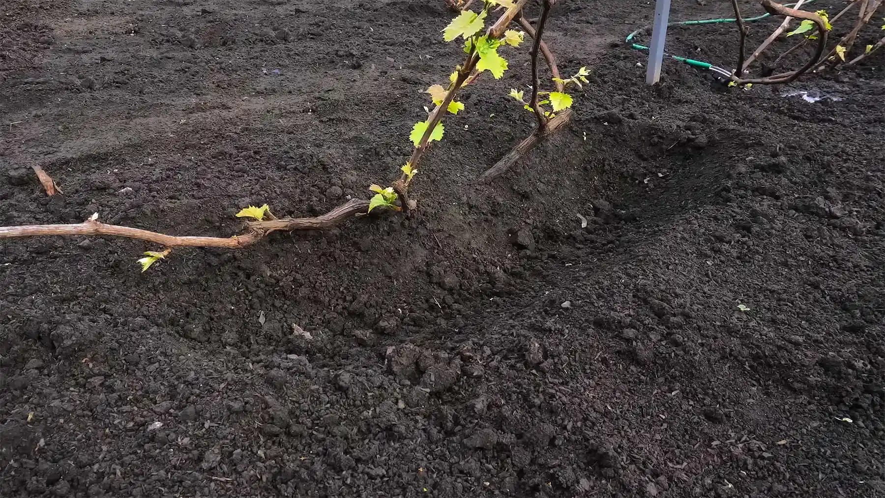 Ванночка для полива винограда весной