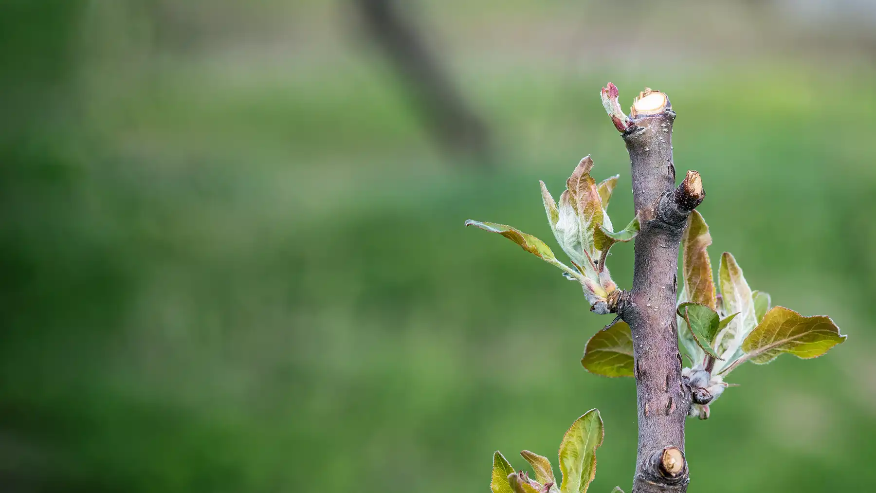 Как правильно обрезать яблоню весной