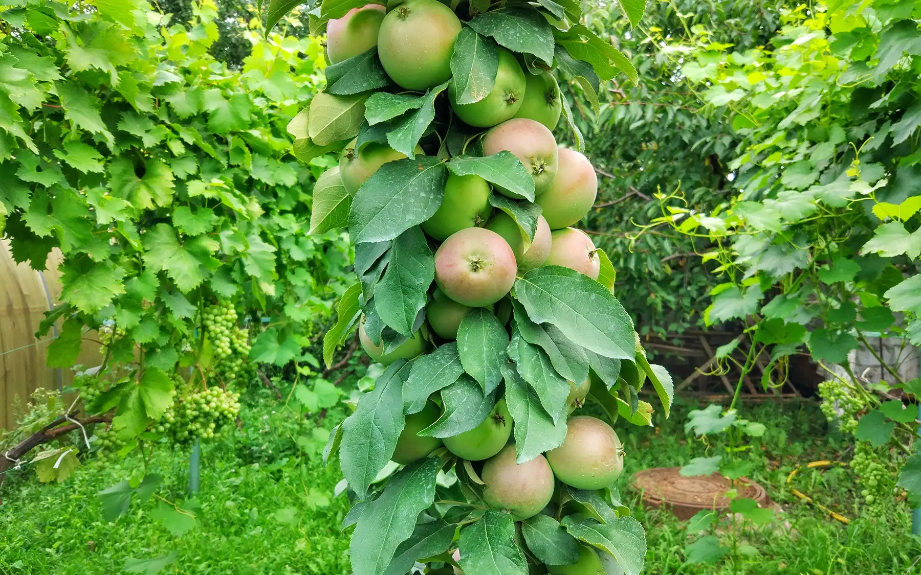 Колоновидная яблоня