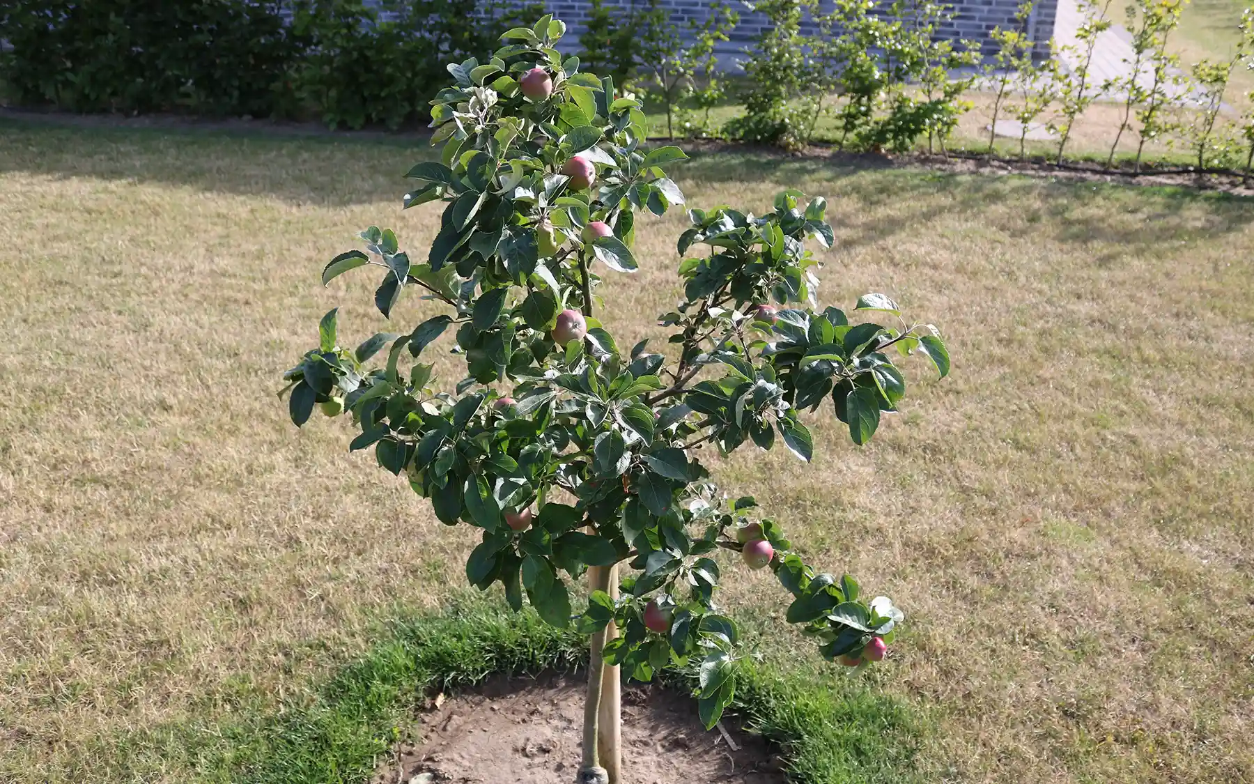 Карликовая яблоня