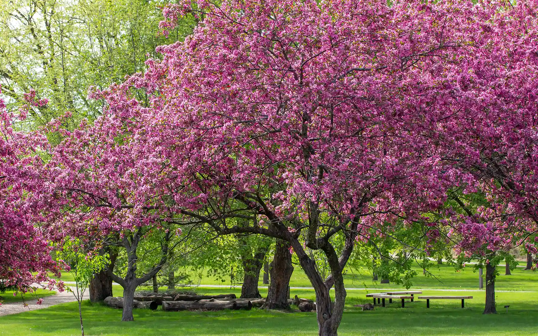 Декоративная яблоня
