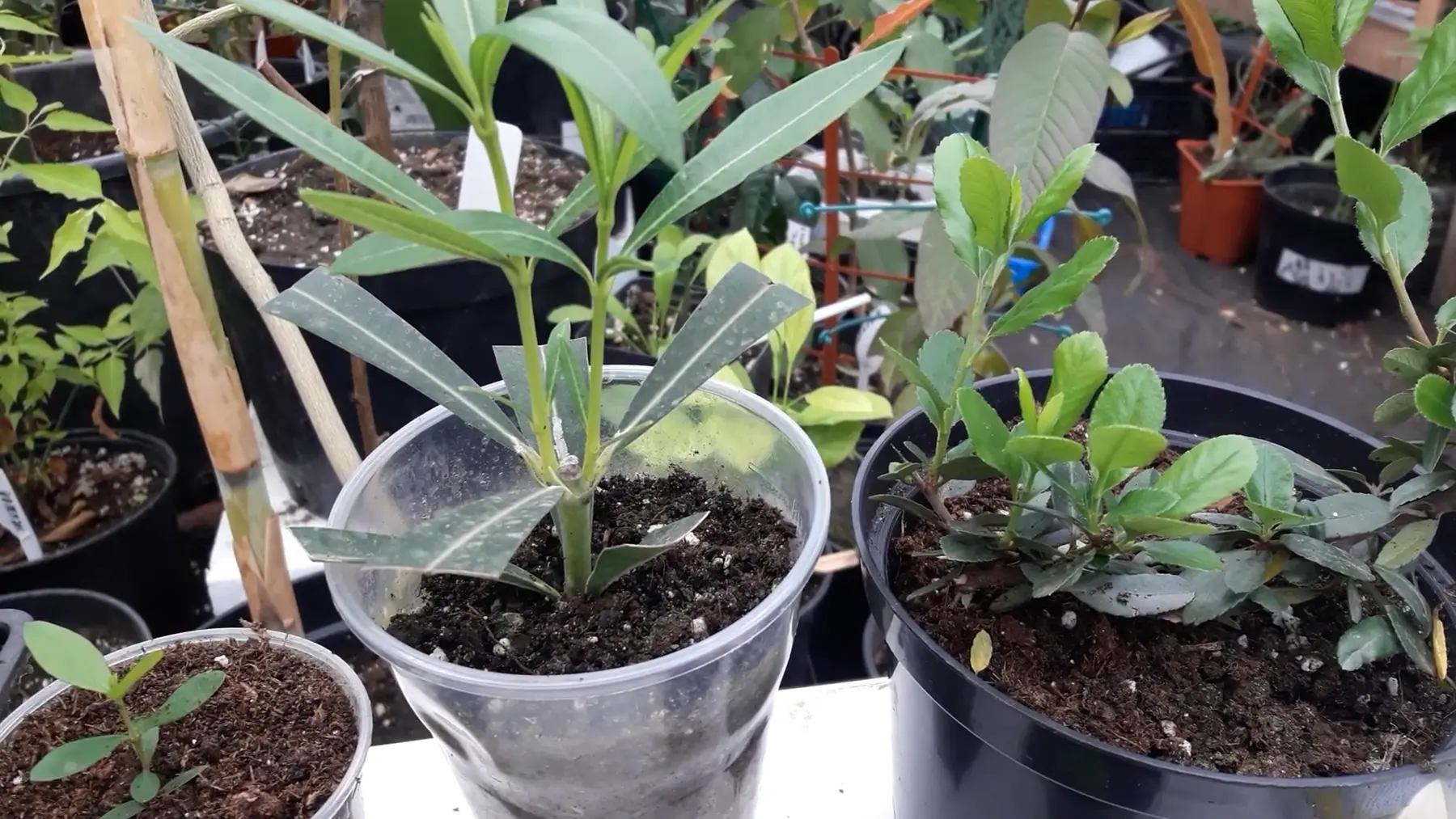 Прирост новых (светло-зеленых) стеблей и листьев после внесения аммиачной селитры